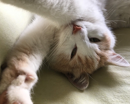 f:id:beriru:20190407233643j:plain