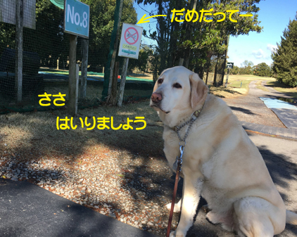 f:id:beriru:20190411212701j:plain
