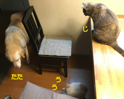f:id:beriru:20190413113359j:plain f:id:beriru:20190413113359j:plain