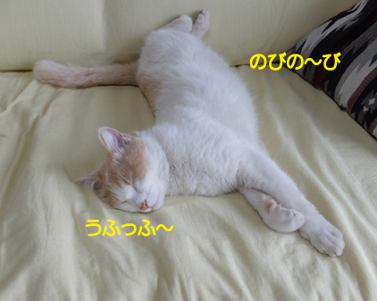 f:id:beriru:20190426223612j:plain