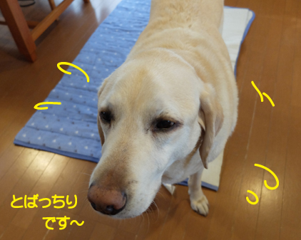 f:id:beriru:20190426223614j:plain