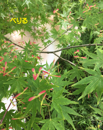 f:id:beriru:20190505224116j:plain