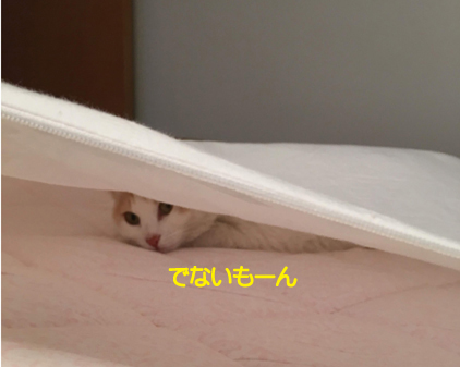 f:id:beriru:20190506210648j:plain