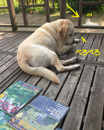 f:id:beriru:20190513185236j:plain