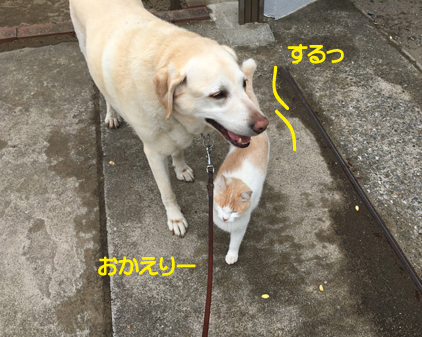 f:id:beriru:20190515194334j:plain