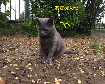 f:id:beriru:20190515194337j:plain