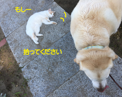 f:id:beriru:20190527143045j:plain