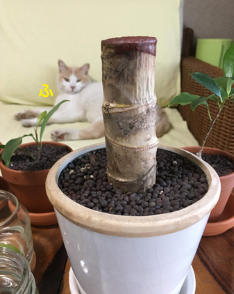 f:id:beriru:20190530205853j:plain