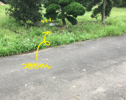 f:id:beriru:20190802160207j:plain