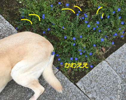 f:id:beriru:20190914132354j:plain