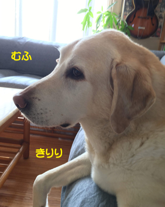 f:id:beriru:20191227003633j:plain
