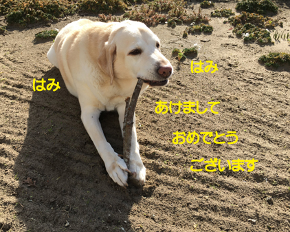 f:id:beriru:20200101230626j:plain
