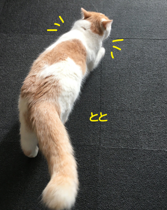 f:id:beriru:20200111232247j:plain