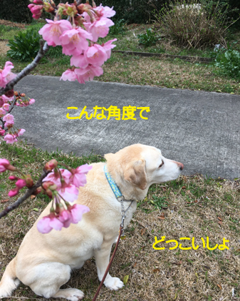 f:id:beriru:20200314074350j:plain