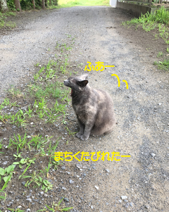 f:id:beriru:20200705194805j:plain
