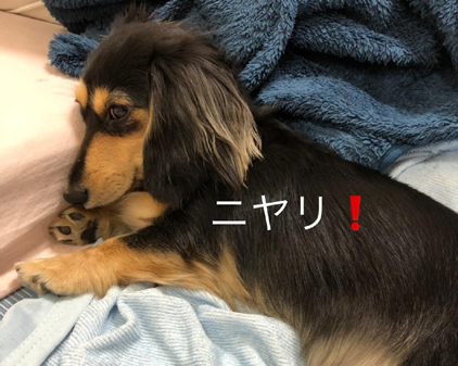 f:id:beriru:20200708211831j:plain