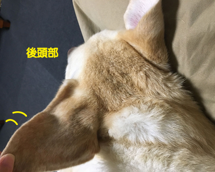 f:id:beriru:20200719235403j:plain