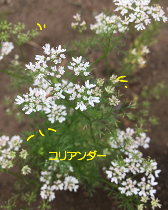 f:id:beriru:20200731215840j:plain