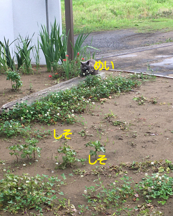 f:id:beriru:20200731215845j:plain