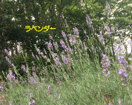 f:id:beriru:20200731215851j:plain