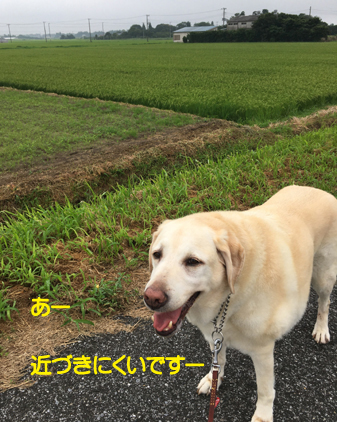 f:id:beriru:20200731215907j:plain