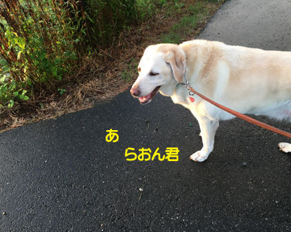 f:id:beriru:20200903200714j:plain
