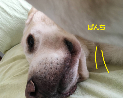 f:id:beriru:20200917220141j:plain
