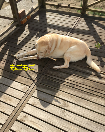 f:id:beriru:20201130225644j:plain
