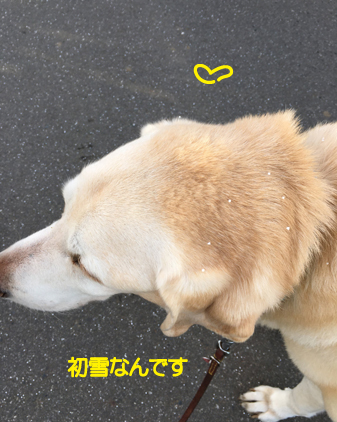 f:id:beriru:20201222190601j:plain