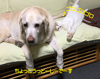f:id:beriru:20201226221910j:plain