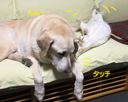 f:id:beriru:20201226221917j:plain
