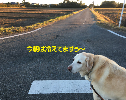 f:id:beriru:20201231115949j:plain
