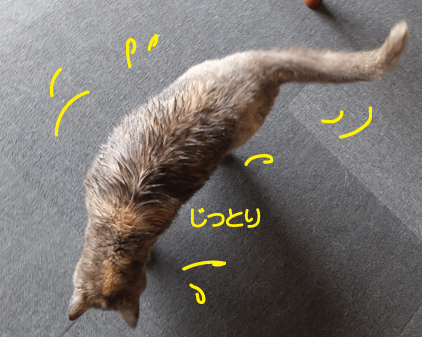 f:id:beriru:20210513213505j:plain