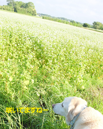 f:id:beriru:20210601221530j:plain