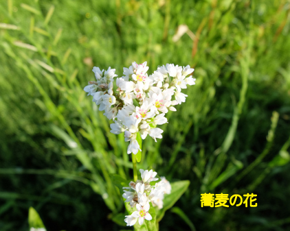 f:id:beriru:20210601221534j:plain