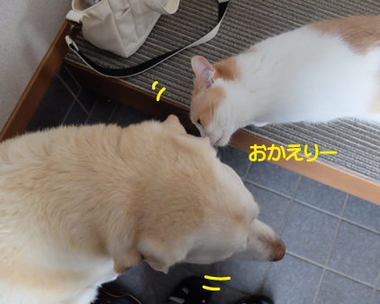 f:id:beriru:20210601221544j:plain