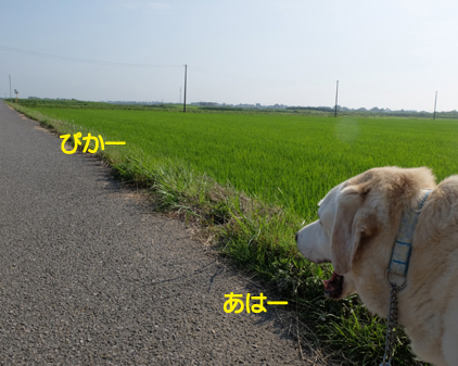 f:id:beriru:20210610200730j:plain