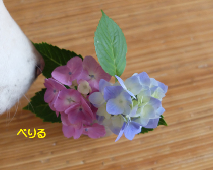 f:id:beriru:20210617082428j:plain