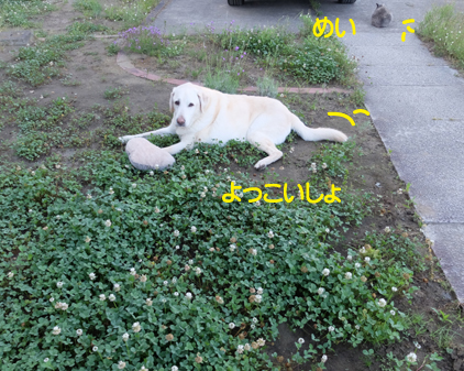 f:id:beriru:20210618195221j:plain