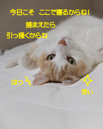 f:id:beriru:20210622183503j:plain