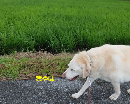 f:id:beriru:20210630212344j:plain
