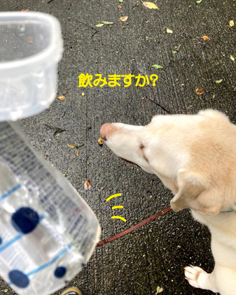 f:id:beriru:20210816202426j:plain