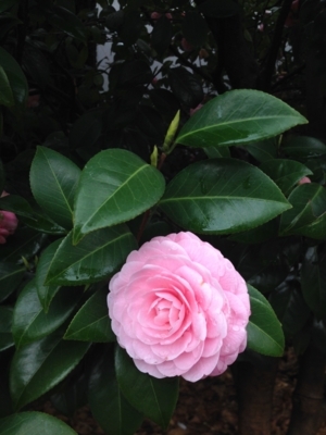 f:id:berry-no-kurashi:20180322143152j:plain f:id:berry-no-kurashi:20180322143152j:plain