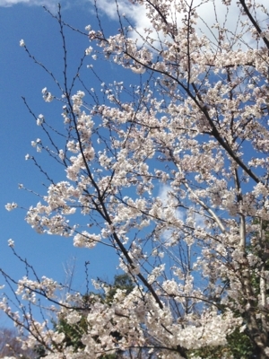 f:id:berry-no-kurashi:20180323122325j:plain f:id:berry-no-kurashi:20180323122325j:plain