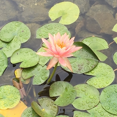 f:id:berry-no-kurashi:20190706182828j:plain