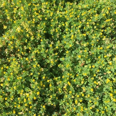 f:id:berry-no-kurashi:20200510132831j:plain