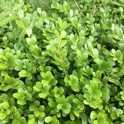 f:id:berry-no-kurashi:20200713142614j:plain f:id:berry-no-kurashi:20200713142614j:plain