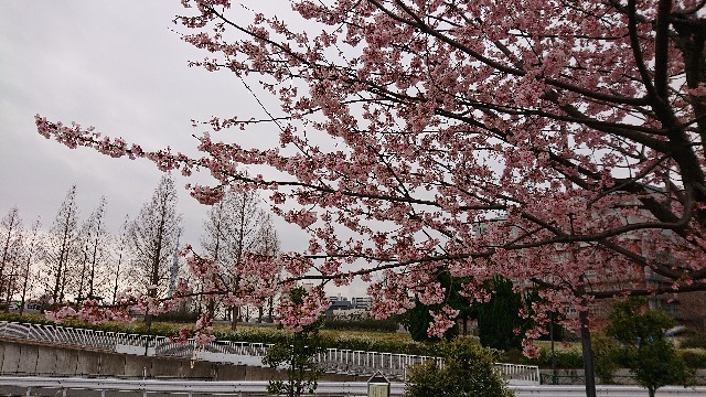 f:id:berry42195:20200307210157j:image