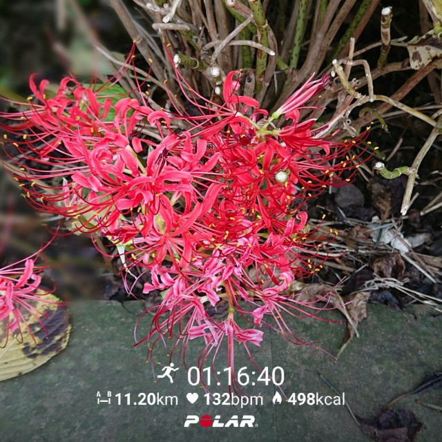 f:id:berry42195:20200729152935j:image