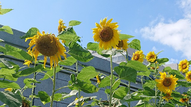 f:id:berry42195:20200802134404j:image f:id:berry42195:20200802134404j:image